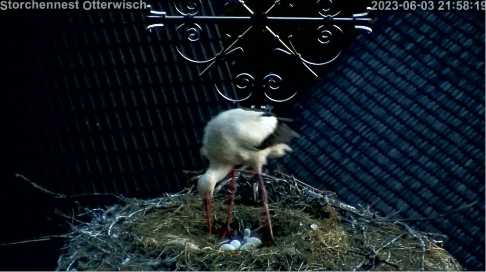 Storch Junges1