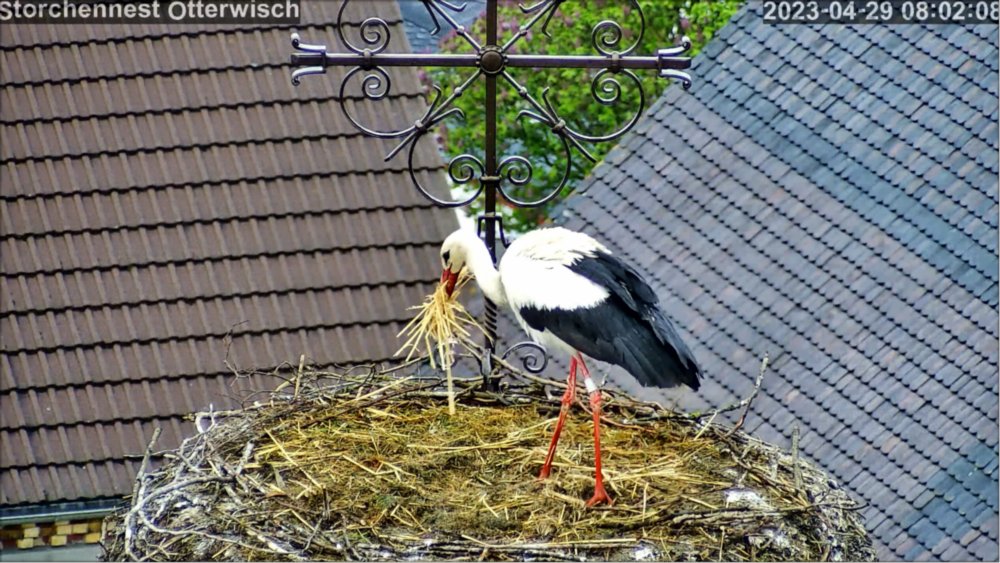 Storch Stroh