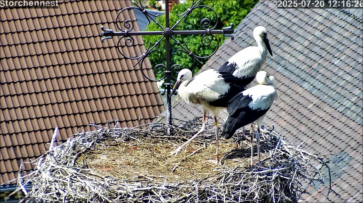 Storch Flug 20250720