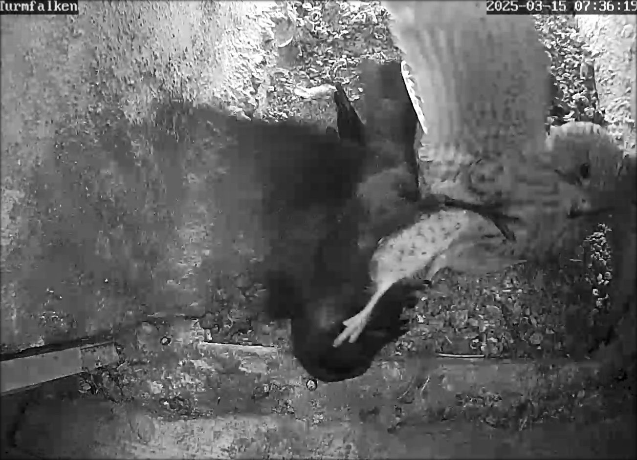 Turmfalke Dohle Kampf innen 20250315