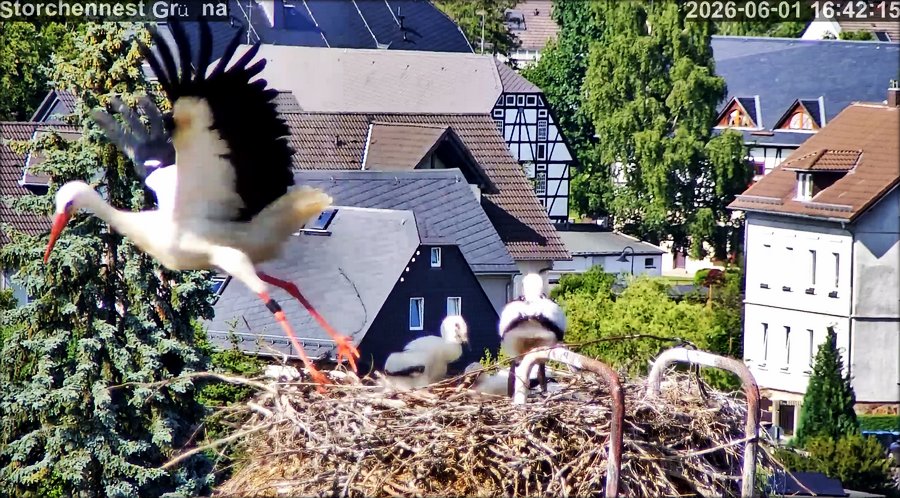 Storch Gruena Beringung