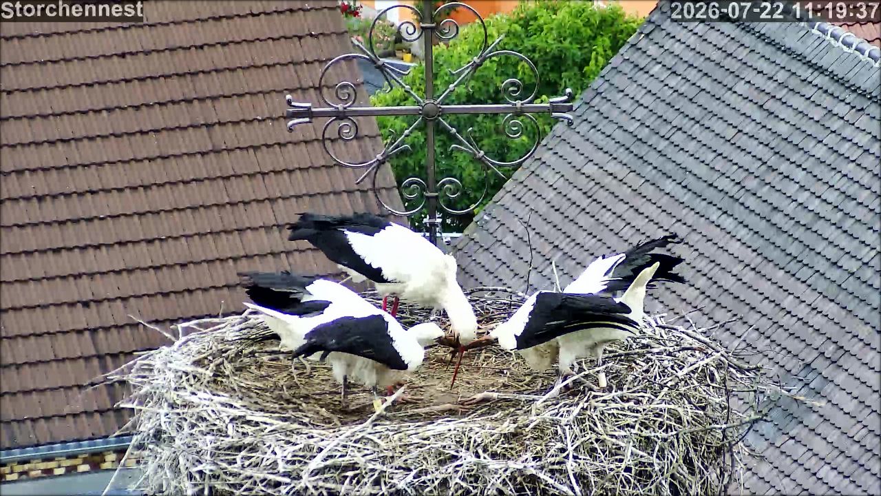 Storch 20260723 193718