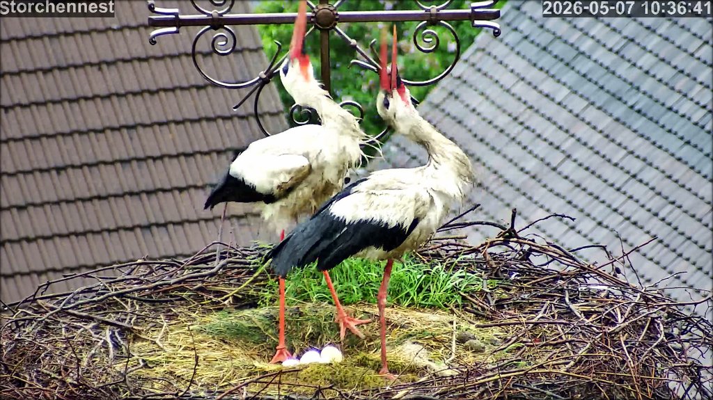 Storch 08052026
