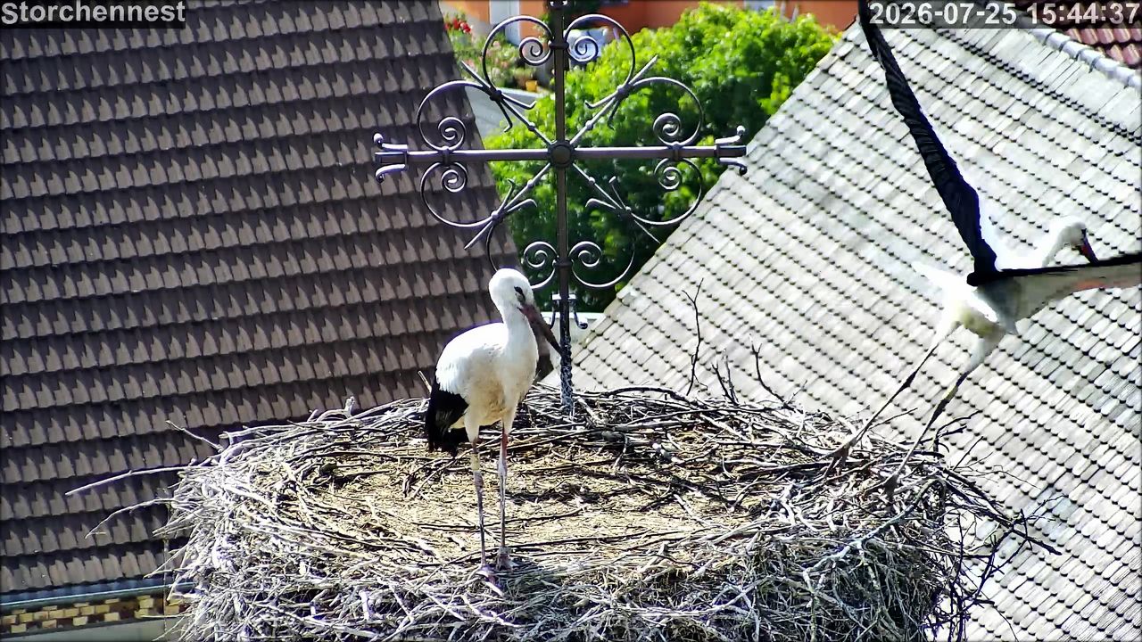 Storch 2026 07 25 182150