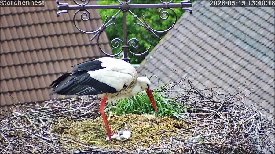 Storch 2Junge