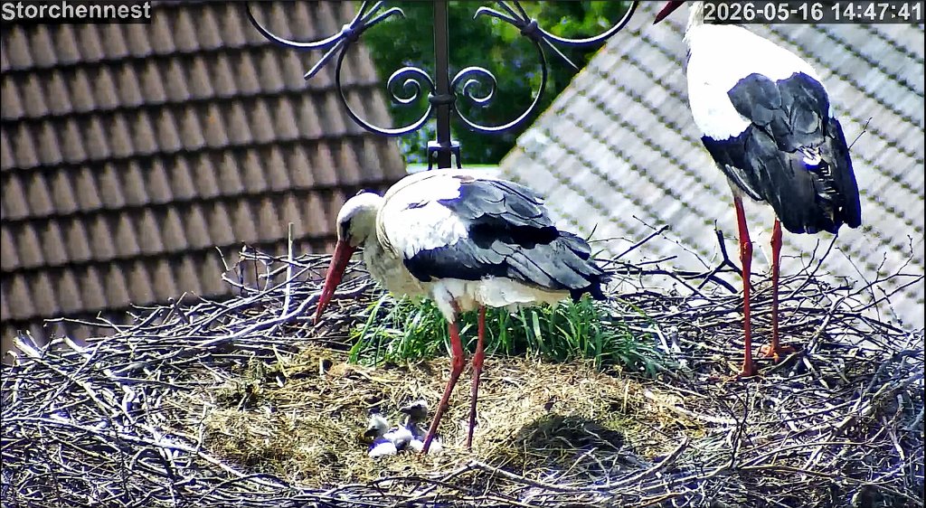 Storch 3Junge