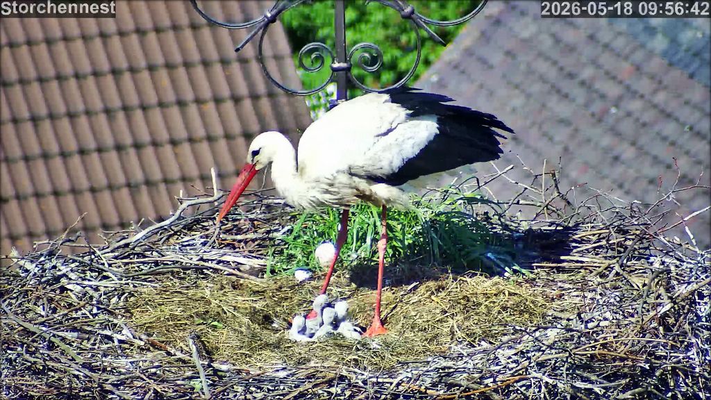 Storch 4Junge