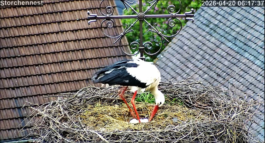 Storch Ei4