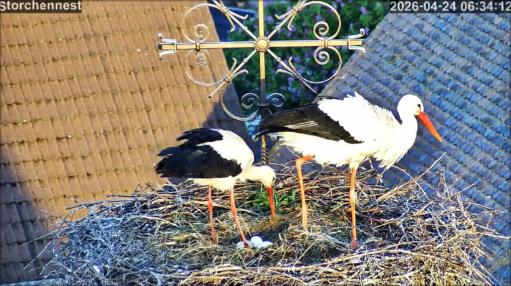Storch Ei5
