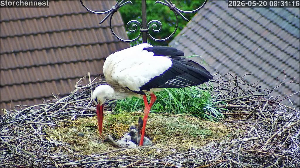 storch5x