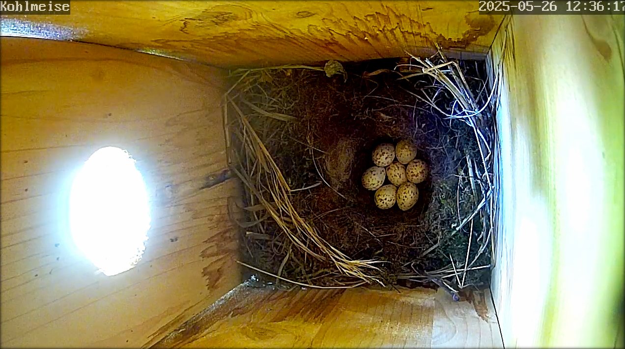 Kohlmeise Bungalow 20250526