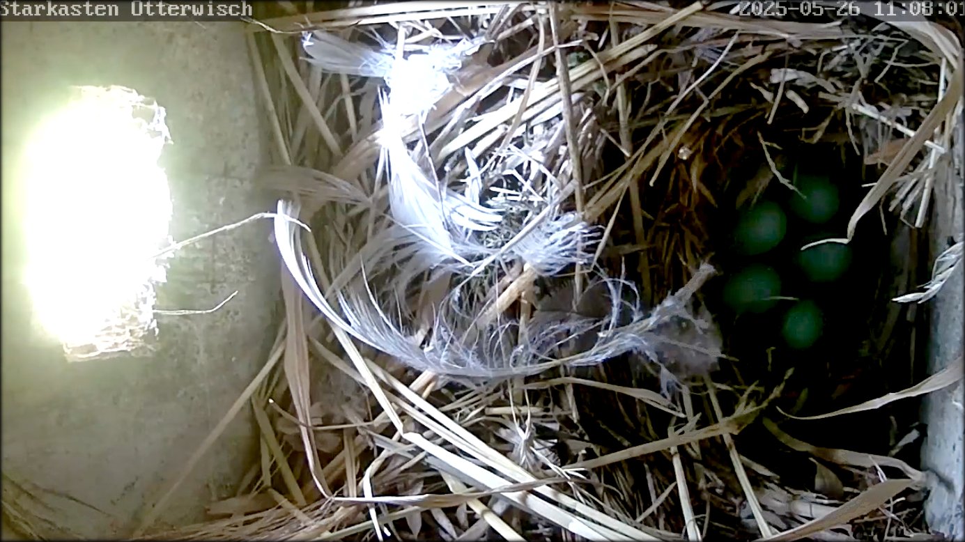 Star 20250526 2teBrut